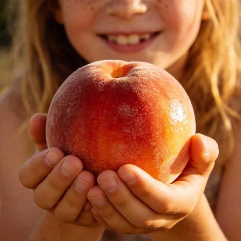 🔥 65K+ SOLD! 🍑 Cirevona"Honey Red" Dwarf Peach Tree Live Seeds
