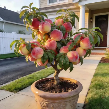🔥 65K+ SOLD! 🍑 Cirevona"Honey Red" Dwarf Peach Tree Live Seeds
