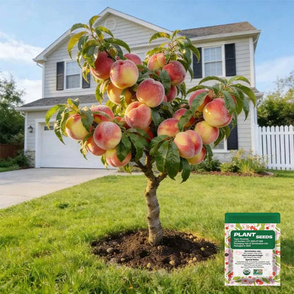 🔥 65K+ SOLD! 🍑 Cirevona"Honey Red" Dwarf Peach Tree Live Seeds